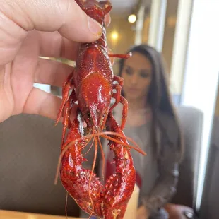 Great size crawfish