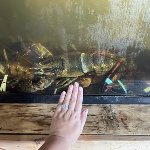 HUGE lobsters