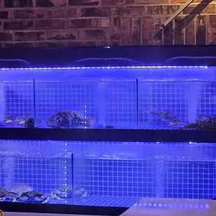 Live seafood tank