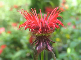 Cypress Moon Inn Bed & Breakfast