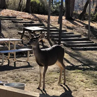 a deer standing in the shade