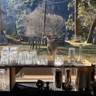 a deer in the background