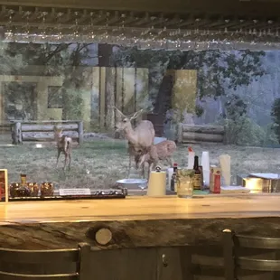 Deer come in the evenings right outside the bar window.