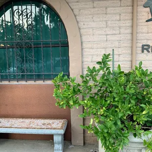 a bench and a potted plant
