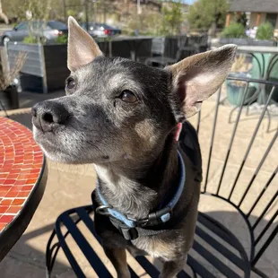 Little Lou enjoying the outside patio