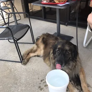 Pet friendly.