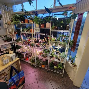 Variety of indoor plants inside for sale (11/11/23)