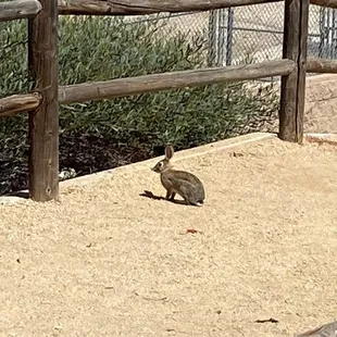 I saw quite a few wild rabbits when I visited.