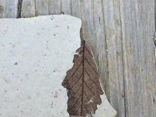 Florissant Fossil Quary