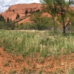 Red rock canyon open spaces park about a mile from our campsite
