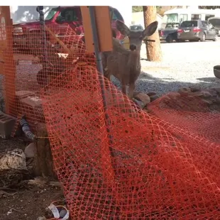 A pile of construction fencing that sat on the ground near us for months.