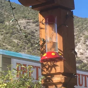a hummingbird at a humming feeder