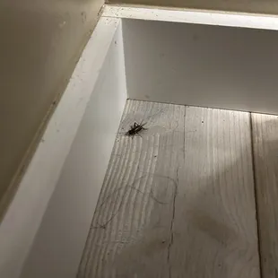 if i had the option i would rate this place ZERO stars!! Myself and 3 others were plagued by crickets and crabs  in my cabin.