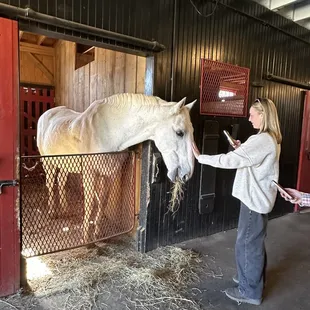 Hermitage Farms retired racehorse