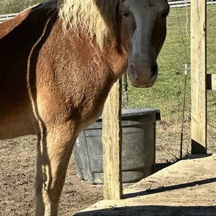 Bob, Barnyard Bandit OG, always ready for some attention and a treat!