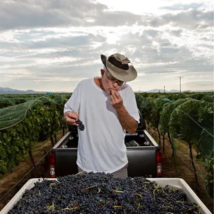 a man in a truck picking grapes