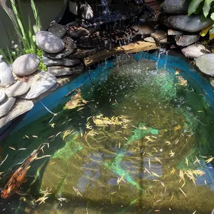 Koi pond