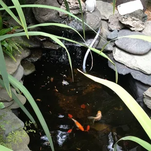 Koi Pond in their back patio