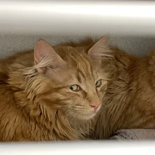 Leon, available for adoption