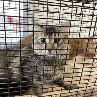 Newly arrived kittens waiting to be placed in their kennel