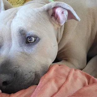 Looks so innocent but watch out for some dogs in there that will turn their back on your pet anytime