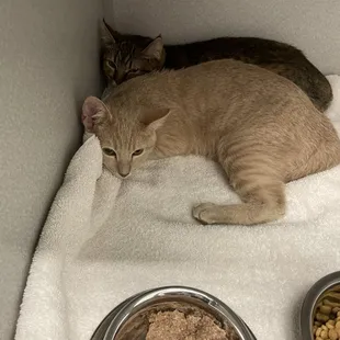 My new cat, Butterfly, next to her littermate Dragonfly