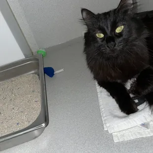 Adopted kitty waiting for their new owner to come pick them up