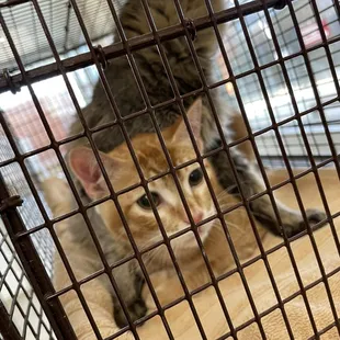 Newly arrived kitten waiting to be placed in their kennel