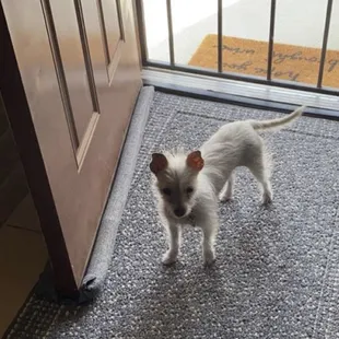 Little Belle is an 8 month old rat terrier and chihuahua mix puppy