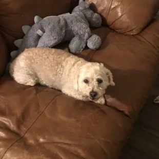 Another one of our dogs.