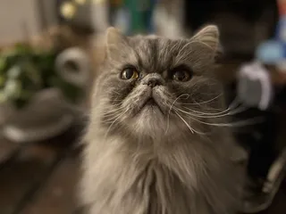 Humane Society of Southern Arizona