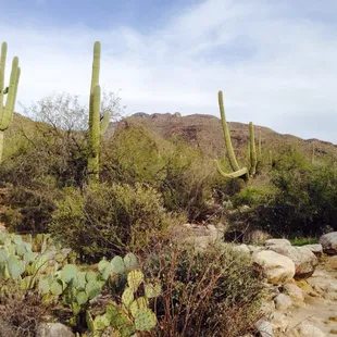 Desert surroundings of the trail