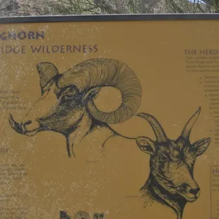 Info on Bighorn Sheep or Mountain Lion dining menu?