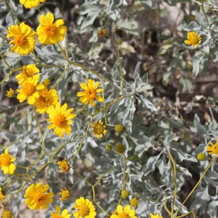 Brittle bush in full bloom