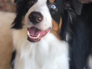 Sabino Canyon Pet Resort