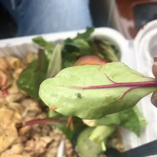 Bug in my food