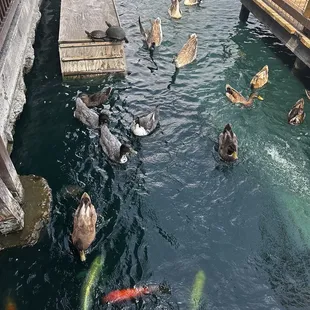 Feeding the fish and ducks, there&apos;s a ton of catfish in there, too!