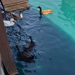 ducks swimming in a pool