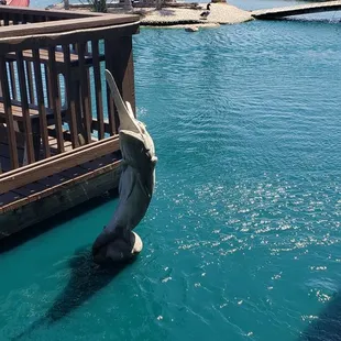 a man diving into a pool