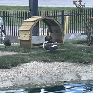 Ducks outside of restaurant