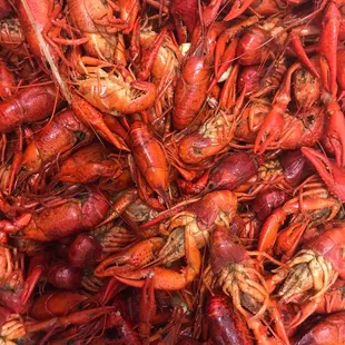 Fresh crawfish daily!