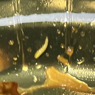 A dead maggot!!
