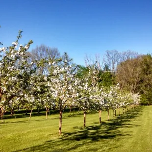 Blossom season at the orchard!