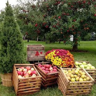 A photoshoot at our orchard, 7 miles away from the retail stand