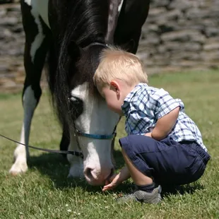 Domino and Duncan enjoying a little pony conversation.