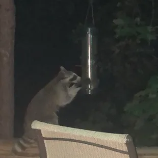 This raccoon visited nightly