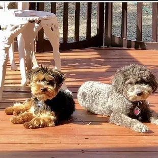 Pups relaxing on the deck in PMC