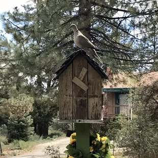 Bird houses everywhere Pine Mountain