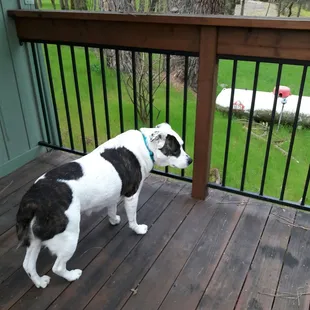 My dog she got to come too Steve was dog friendly, but she's a good dog..