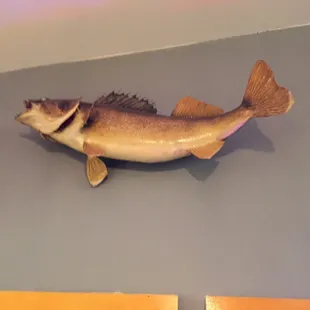 Fish on the wall.